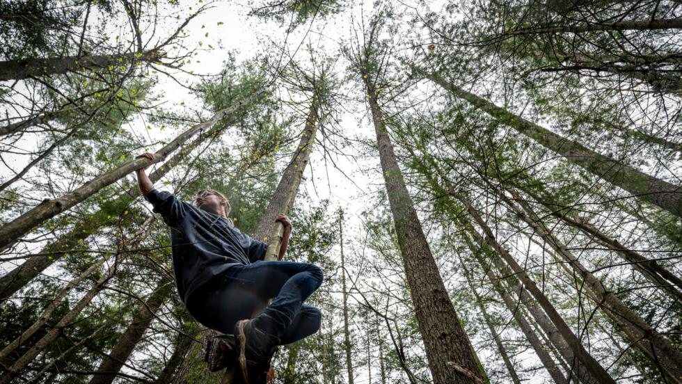 Student climbing a tree in the forest at paul smith's college